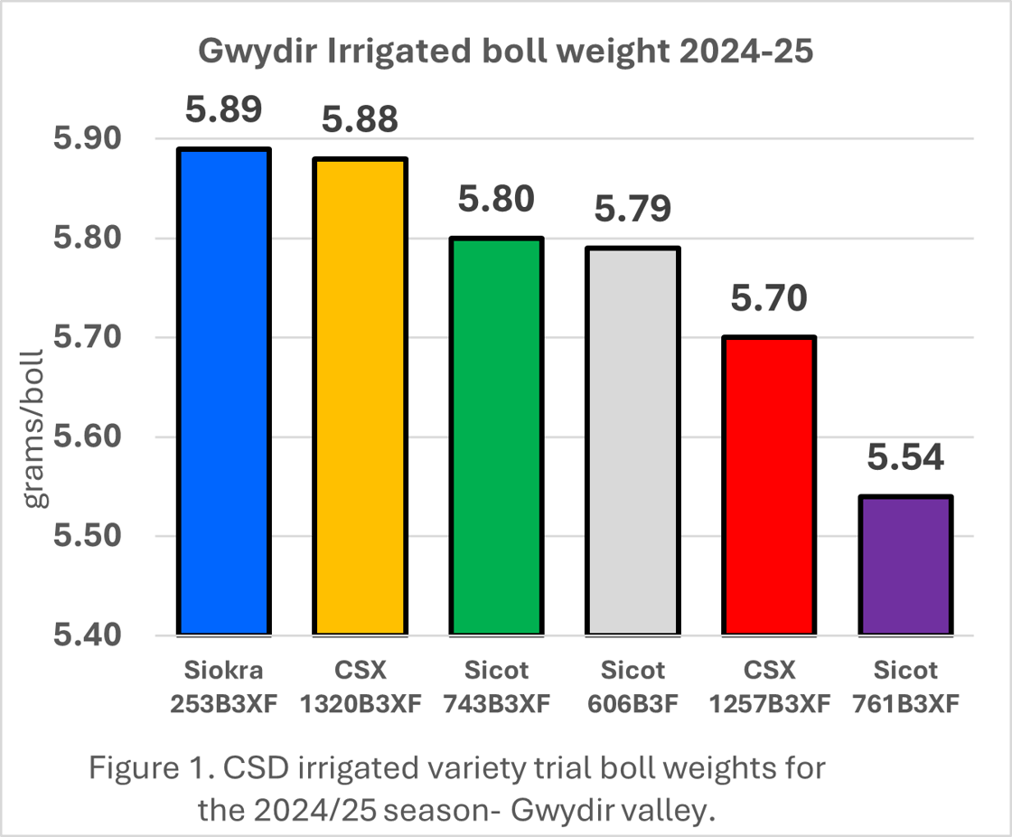 CSD irrigated variety trial boll weights