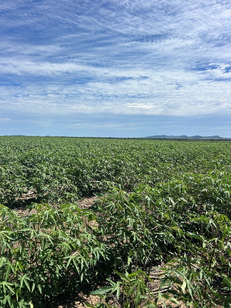 XtendFlex dryland trial