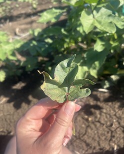 verticillium wilt namoi jan