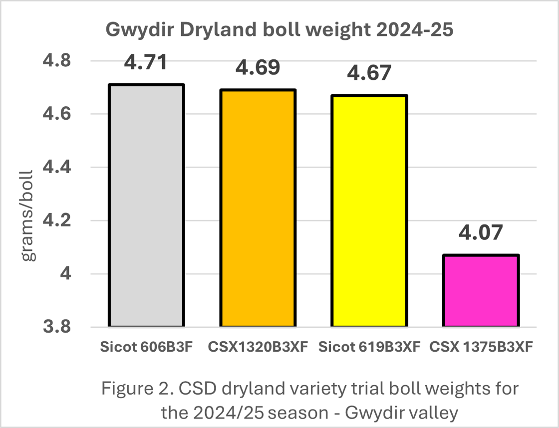 Gwydir dryland boll weight